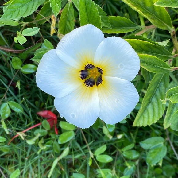 Meet your Posher, Carmen - Picture 3 of 4